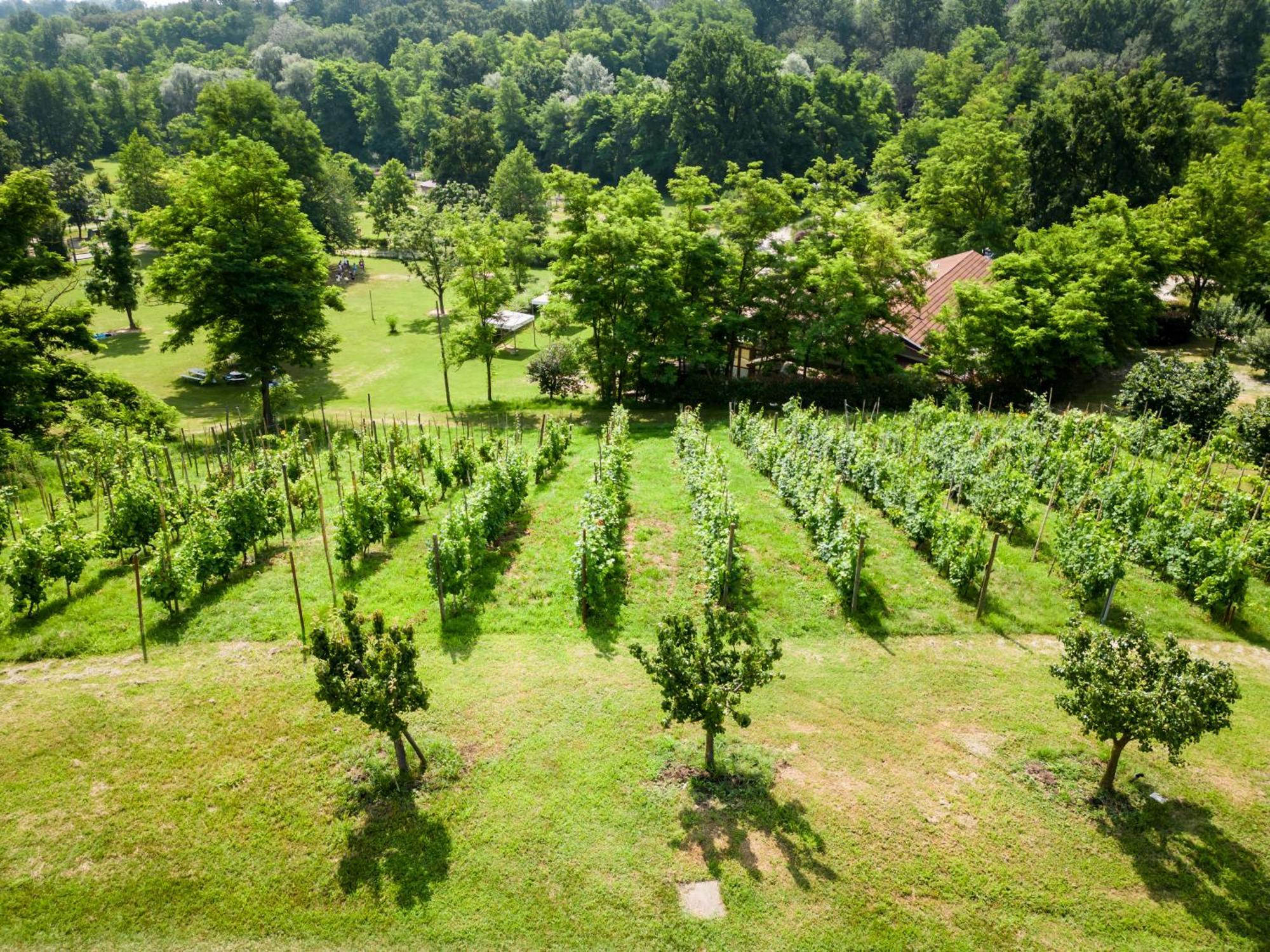 Bed and Breakfast Agriturismo Parco Campofelice Lombardore Экстерьер фото